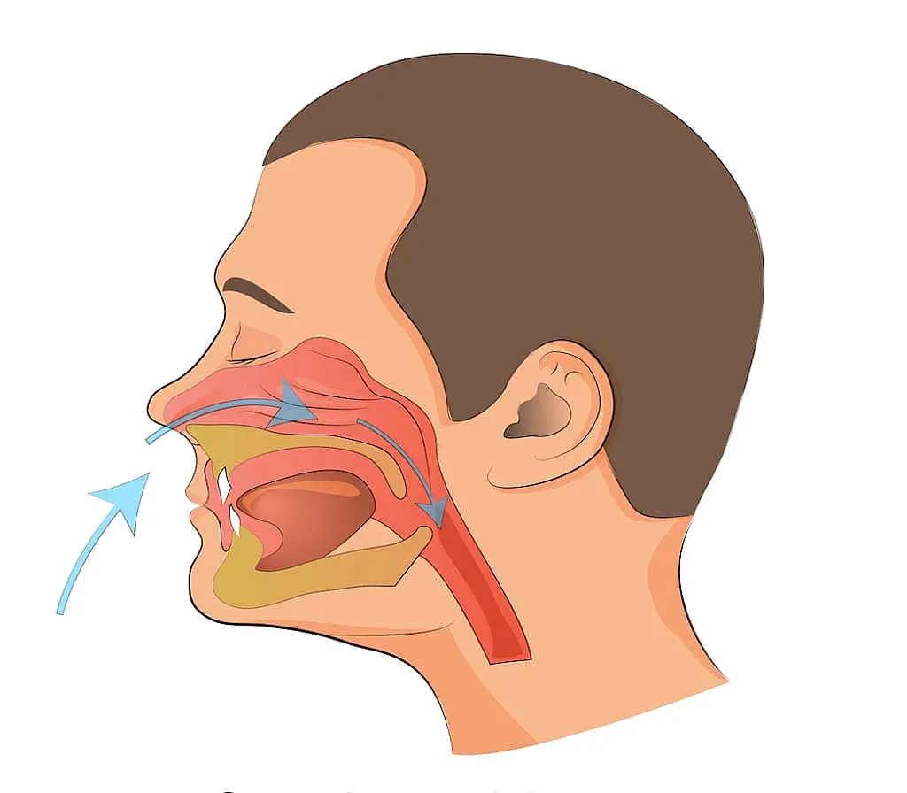At Smile City Orthodontics in Sunnyvale TX, an illustration depicts a mouth breather’s head in profile, highlighting airflow through the nasal passages, mouth, and throat during breathing.